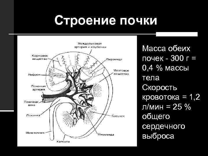 Строение почки Масса обеих почек - 300 г = 0, 4 % массы тела