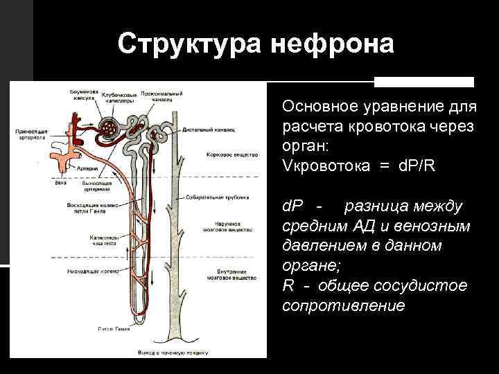 Структура нефрона Основное уравнение для расчета кровотока через орган: Vкровотока = d. P/R d.