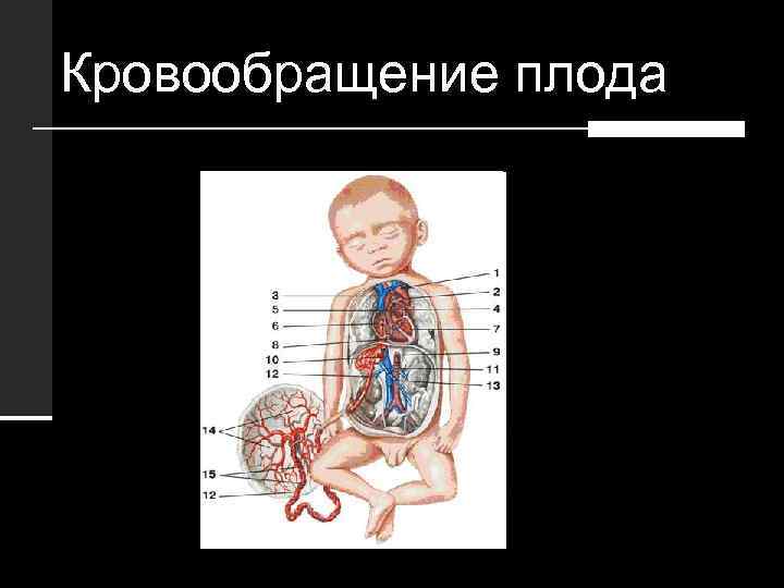 Кровообращение плода 