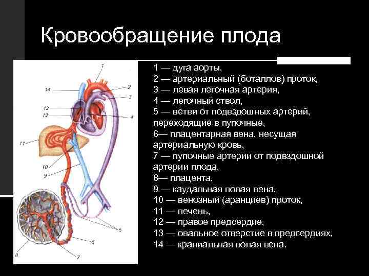 Кровообращение плода 1 — дуга аорты, 2 — артериальный (боталлов) проток, 3 — левая