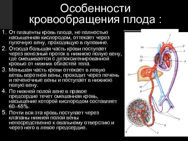 Признаки кровообращения