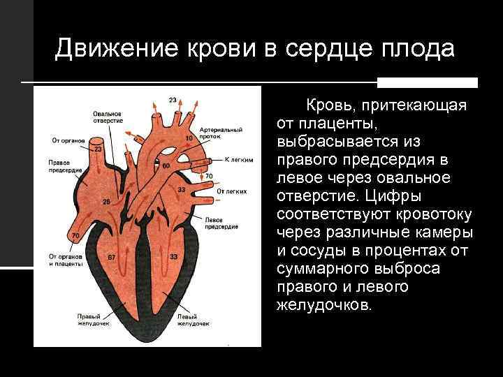 Движение крови в сердце плода Кровь, притекающая от плаценты, выбрасывается из правого предсердия в