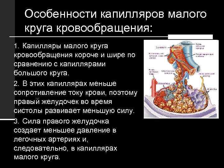 Особенности капилляров малого круга кровообращения: 1. Капилляры малого круга кровообращения короче и шире по