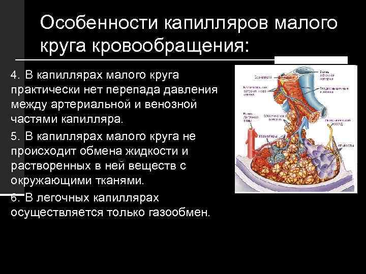 Особенности капилляров малого круга кровообращения: 4. В капиллярах малого круга практически нет перепада давления