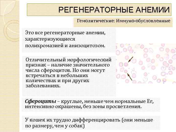 РЕГЕНЕРАТОРНЫЕ АНЕМИИ Гемолитические: Иммуно-обусловленные Это все регенераторные анемии, характеризующиеся полихромазией и анизоцитозом. Отличительный морфологический