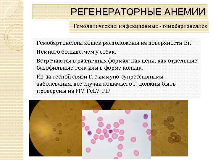 РЕГЕНЕРАТОРНЫЕ АНЕМИИ Гемолитические: инфекционные - гемобартонеллез Гемобартонеллы кошек расположены на поверхности Er. Немного больше,