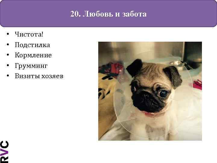 20. Любовь и забота • • • Чистота! Подстилка Кормление Грумминг Визиты хозяев 