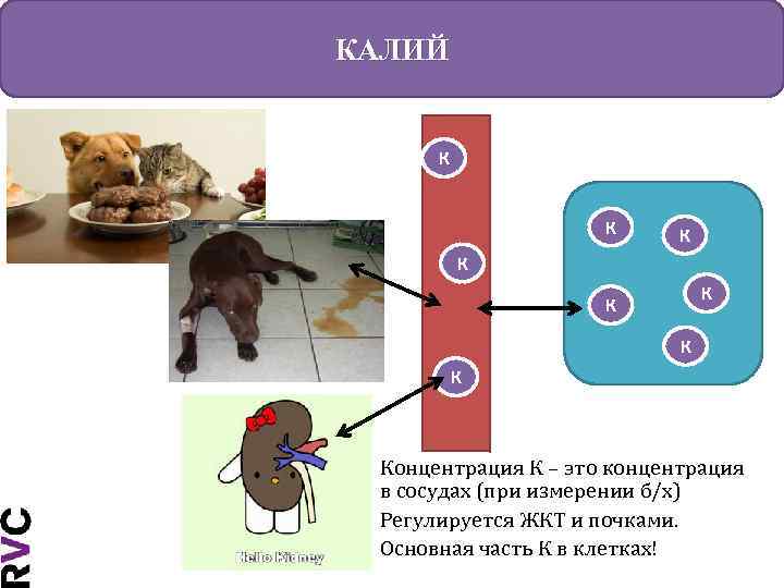 КАЛИЙ К К К К Концентрация К – это концентрация в сосудах (при измерении
