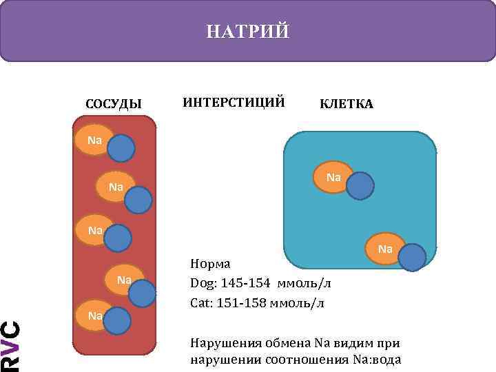 НАТРИЙ СОСУДЫ ИНТЕРСТИЦИЙ КЛЕТКА Na Na Na Норма Dog: 145 -154 ммоль/л Cat: 151