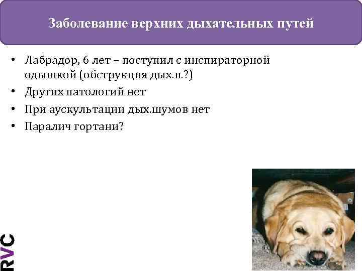 Заболевание верхних дыхательных путей • Лабрадор, 6 лет – поступил с инспираторной одышкой (обструкция