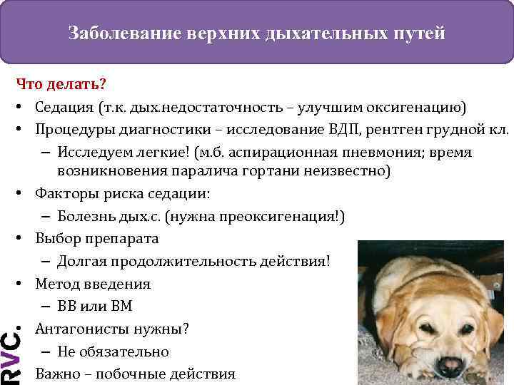 Заболевание верхних дыхательных путей Что делать? • Седация (т. к. дых. недостаточность – улучшим