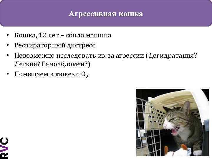 Агрессивная кошка • Кошка, 12 лет – сбила машина • Респираторный дистресс • Невозможно