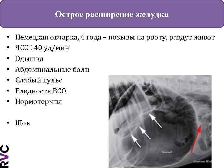 Острое расширение желудка • • Немецкая овчарка, 4 года – позывы на рвоту, раздут