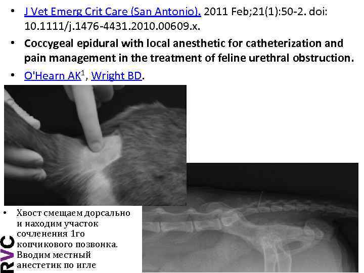  • J Vet Emerg Crit Care (San Antonio). 2011 Feb; 21(1): 50 -2.