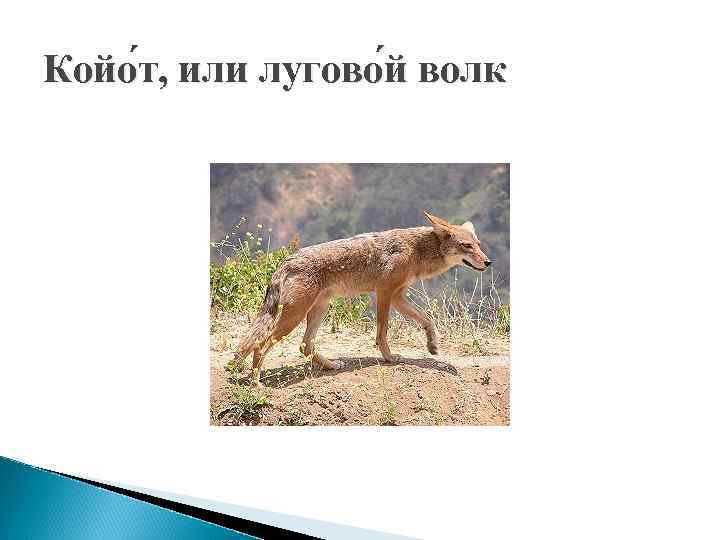 Койо т, или лугово й волк 