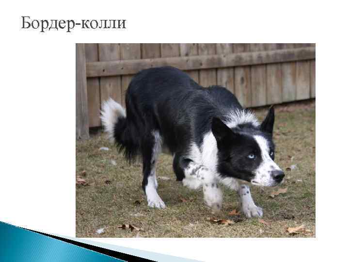 Бордер-колли 