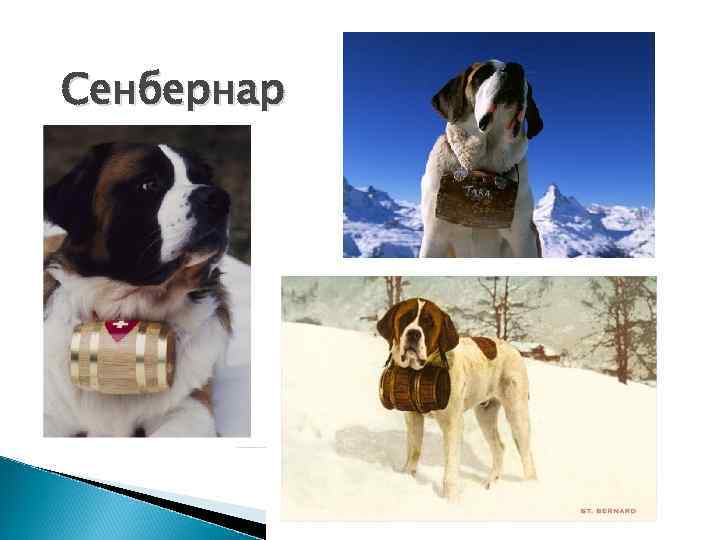 Сенбернар 