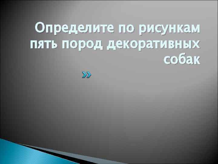 Определите по рисункам пять пород декоративных собак 