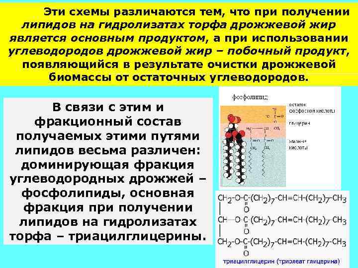 Эти схемы различаются тем, что при получении липидов на гидролизатах торфа дрожжевой жир является