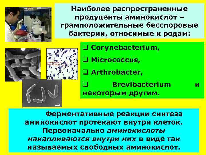 Наиболее распространенные продуценты аминокислот – грамположительные бесспоровые бактерии, относимые к родам: q Согуnebacterium, q