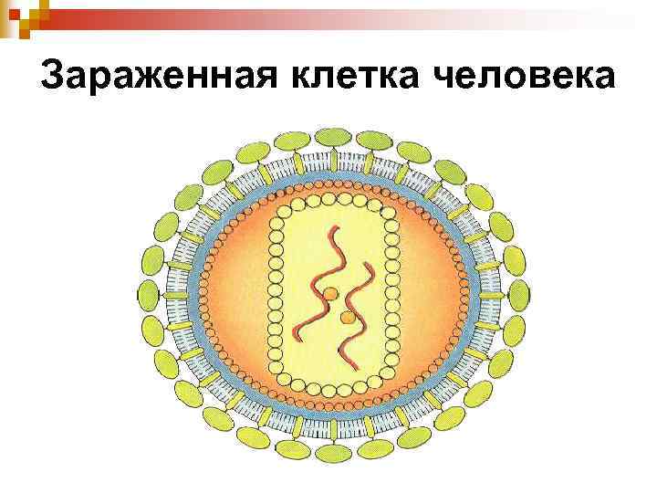 Зараженная клетка человека 