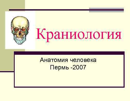 Краниология Анатомия человека Пермь -2007 