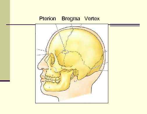 Pterion Bregma Vertex 