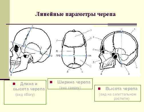 Линейные параметры черепа Длина и высота черепа n (вид сбоку) n Ширина черепа (вид