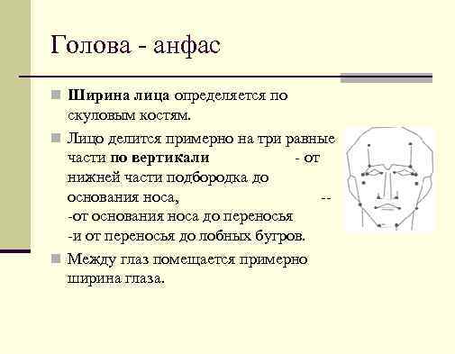 Голова анфас n Ширина лица определяется по скуловым костям. n Лицо делится примерно на
