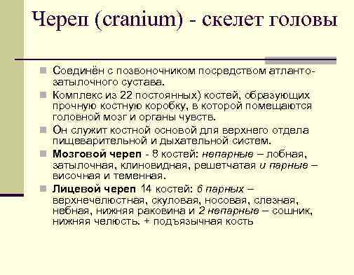 Череп (cranium) скелет головы n Соединён с позвоночником посредством атлантоn n затылочного сустава. Комплекс