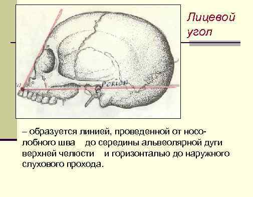 Лицевой угол – образуется линией, проведенной от носолобного шва до середины альвеолярной дуги верхней