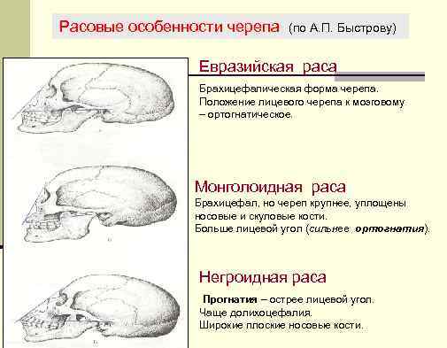 Расовые особенности черепа (по А. П. Быстрову) Евразийская раса Брахицефалическая форма черепа. Положение лицевого