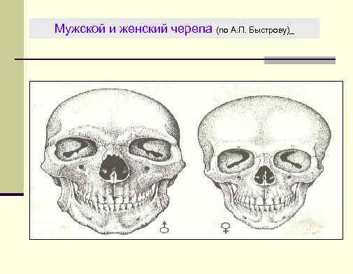 Мужской и женский черепа (по А. П. Быстрову)_ 