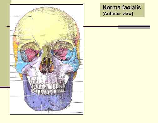 Norma facialis (Anterior view) 