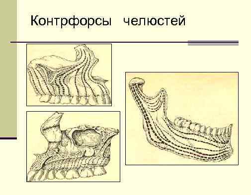 Контрфорсы челюстей 
