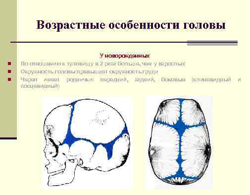 Возрастные особенности головы n n n У новорожденных По отношению к туловищу в 2