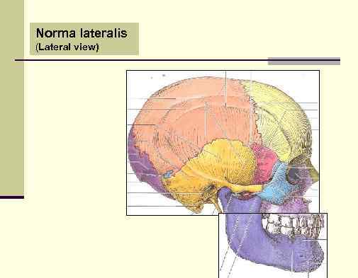 Norma lateralis (Lateral view) 