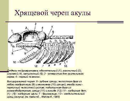 Хрящевой череп акулы Отделы нейрокраниума; обонятельный (1), глазничный (2), слуховой (4), затылочный (5); 3