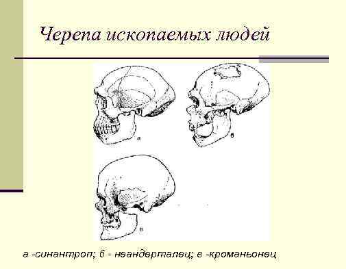 Черепа ископаемых людей а -синантроп; 6 - неандерталец; в -кроманьонец 