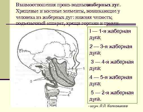 Взаимоотношения произ водныхжаберных дуг. Хрящевые и костные элементы, возникающие у человека из жаберных дуг: