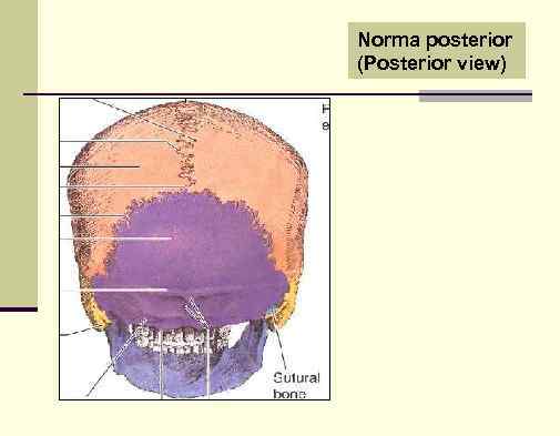 Norma posterior (Posterior view) 