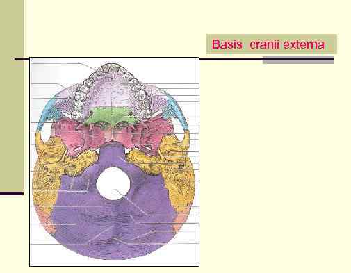 Basis cranii externa 