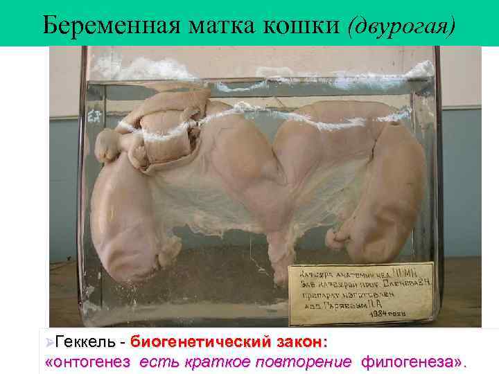 Беременная матка кошки (двурогая) ØГеккель - биогенетический закон: «онтогенез есть краткое повторение филогенеза» .