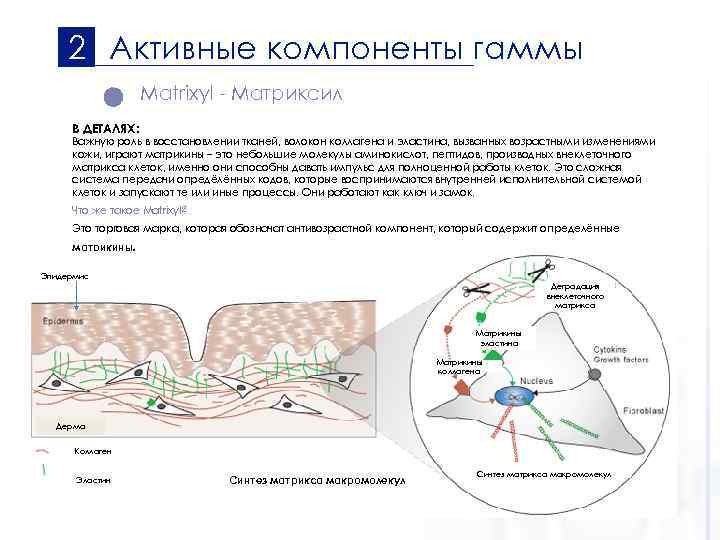 2 Активные компоненты гаммы Matrixyl - Матриксил В ДЕТАЛЯХ: Важную роль в восстановлении тканей,