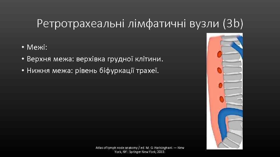 Ретротрахеальні лімфатичні вузли (3 b) • Межі: • Верхня межа: верхівка грудної клітини. •