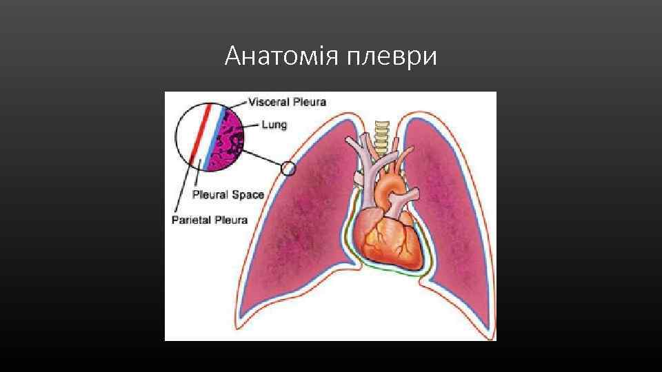 Анатомія плеври 