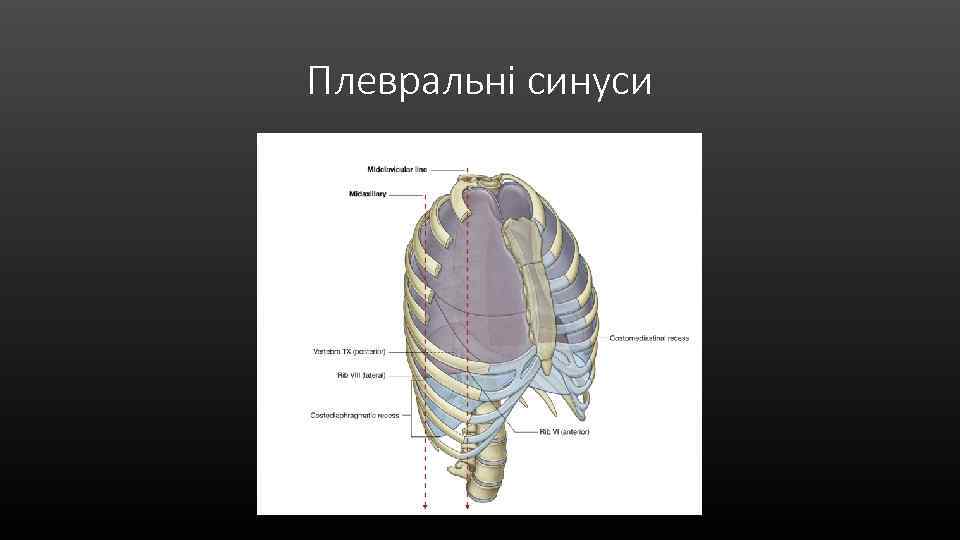 Плевральні синуси 