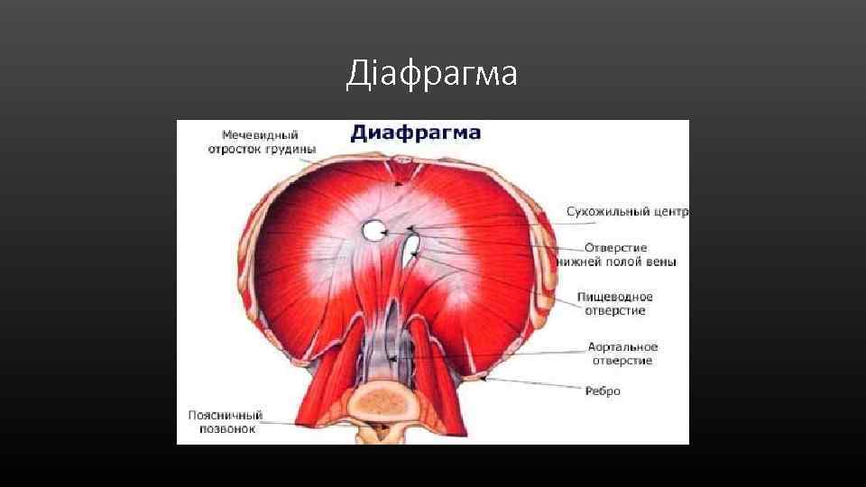 Діафрагма 