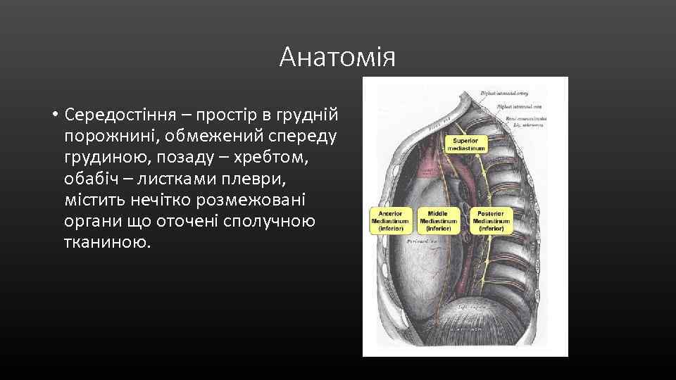 Анатомія • Середостіння – простір в грудній порожнині, обмежений спереду грудиною, позаду – хребтом,