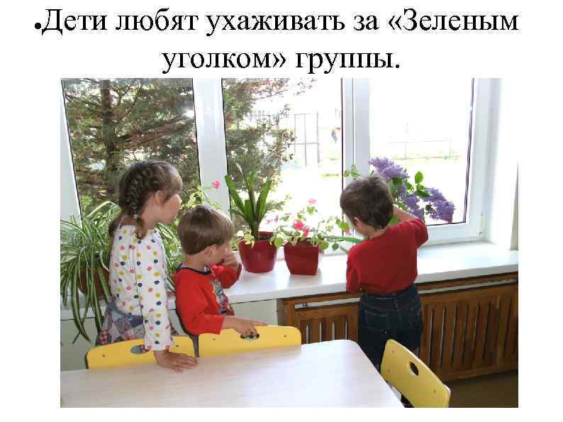 ● Дети любят ухаживать за «Зеленым уголком» группы. 